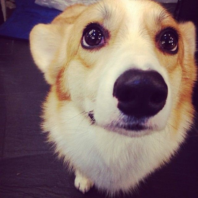 15 Reasons Why Corgis Are Actually The Least Favorite Dogs In The World 10 beautiful corgi eyes
