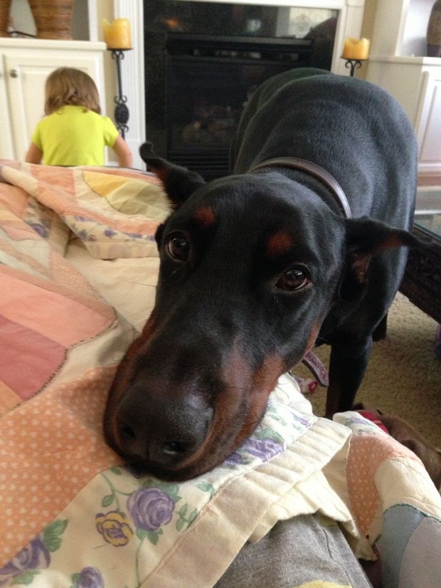 18 Reasons Dobermans Are Actually The Worst Dogs To Live With 4 beautiful eyes doberman
