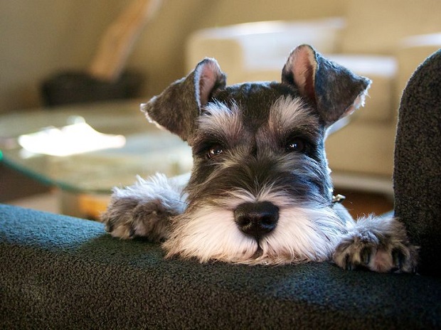 16 Reasons Schnauzer Are Actually The Worst Dogs To Live With 2 beautiful eyes schnauzer