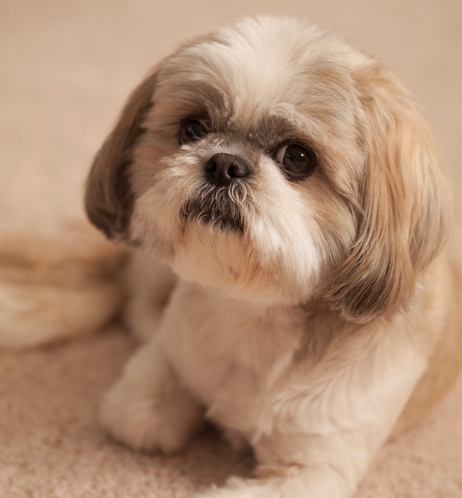 16 Reasons Shih Tzus Are Not The Friendly Dogs Everyone