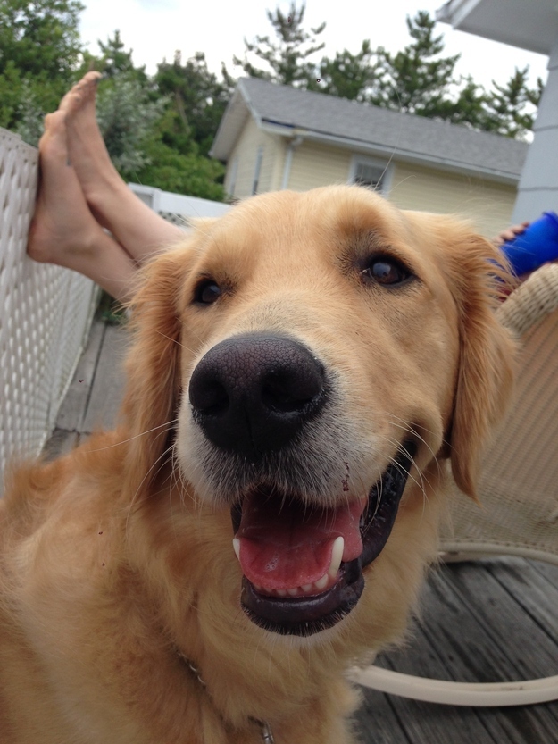 25 Reasons Golden Retrievers Are Actually The Worst Dogs To Live With 23 beautiful golden retriever