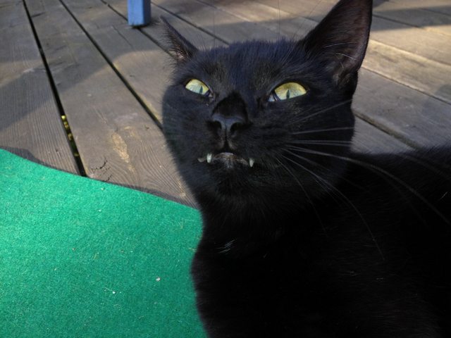black cat mad face