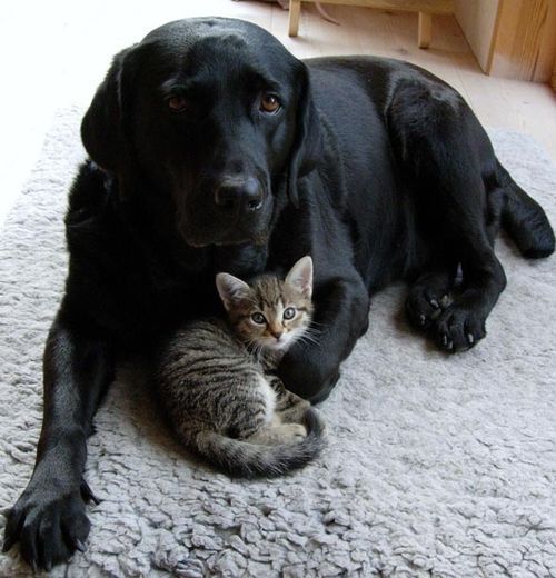 25 Reasons Labradors Are Actually The Worst Dogs To Live With 16 black lab kitty