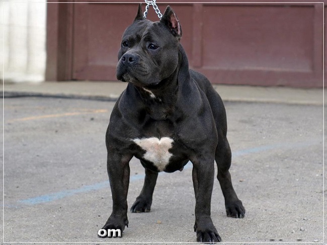 78 Most Popular Pit Bull Dog Names 1