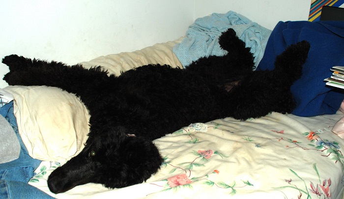 19 Reasons Poodles Are The Worst Dogs To Live With 11 black poodle rest