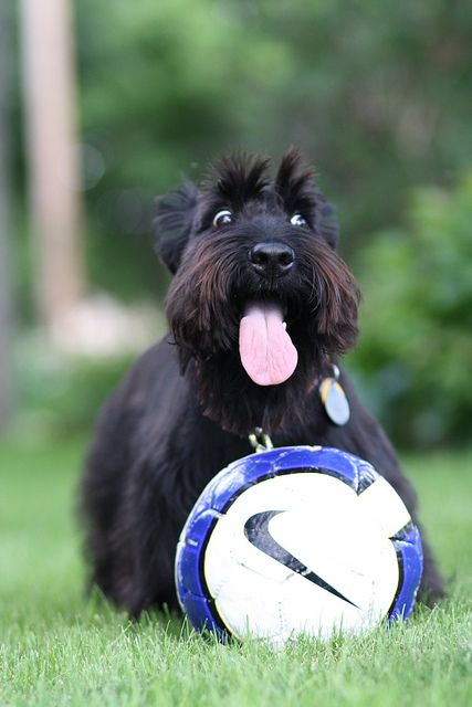 16 Reasons Schnauzer Are Actually The Worst Dogs To Live With 8 black schnauzer ball