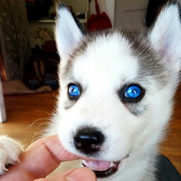 blue husky eyes