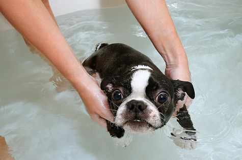 20 Reasons Boston Terriers Are Actually The Worst Dogs To Live With