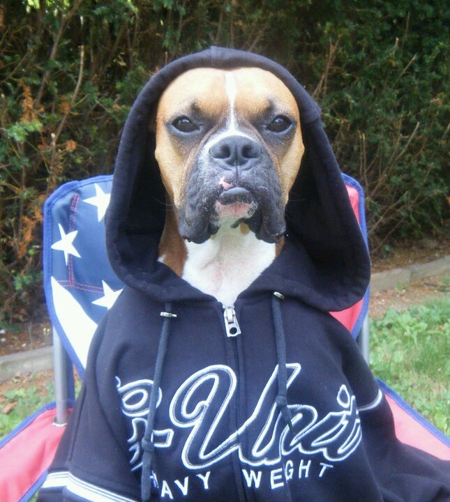 boxer dog in hoodie