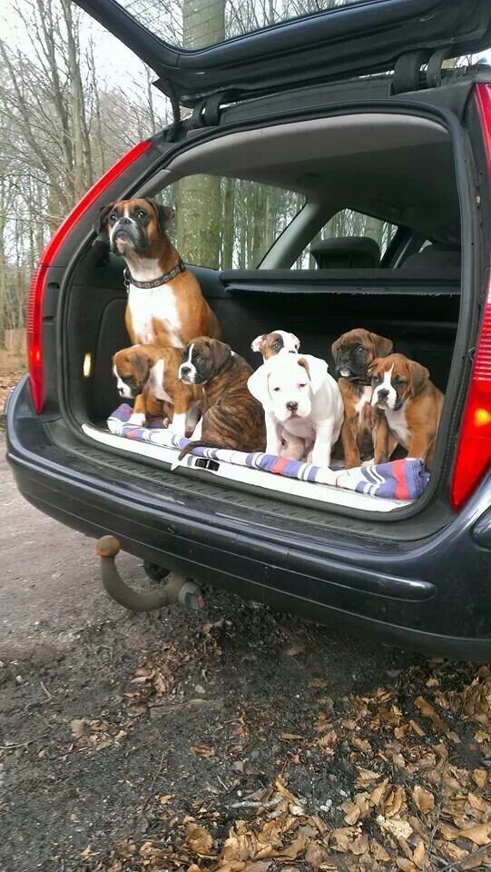 boxer family in car