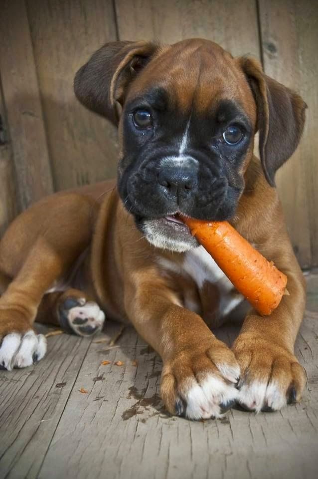boxer puppy eating food
