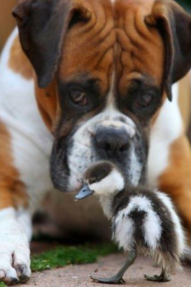 boxer with little duck