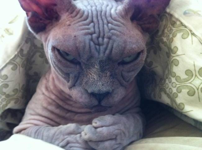 cat evil looks