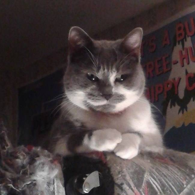cat face