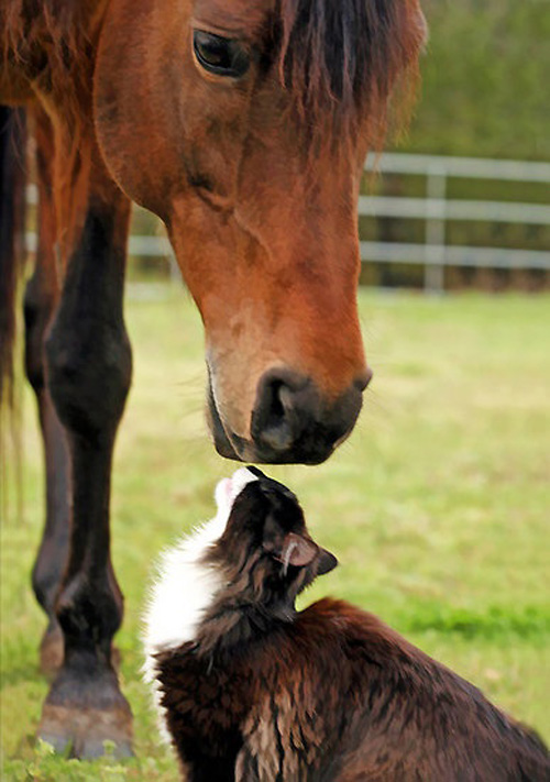 cat kiss horse