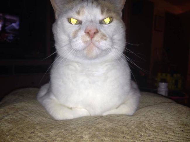 cats angry eyes