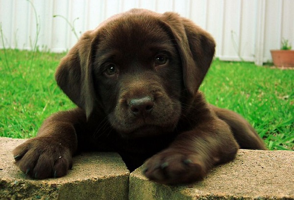 25 Reasons Labradors Are Actually The Worst Dogs To Live With 23 chocolate labrador retriever puppy