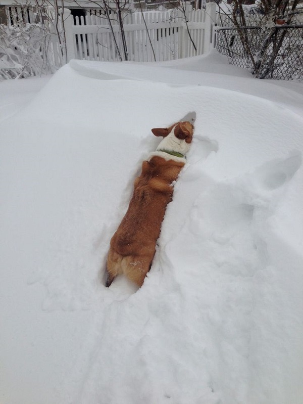 18 Reasons Not To Buy A CORGI! 10 corgi and snow funny