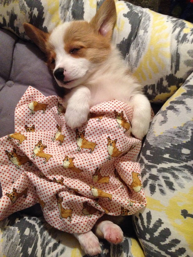 18 Reasons Corgis Are Totally Unfit To Be Pets 3 corgi blanket steal