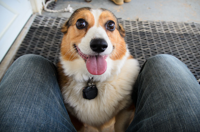 18 Reasons Corgis Are Totally Unfit To Be Pets 7 corgi eyes staring