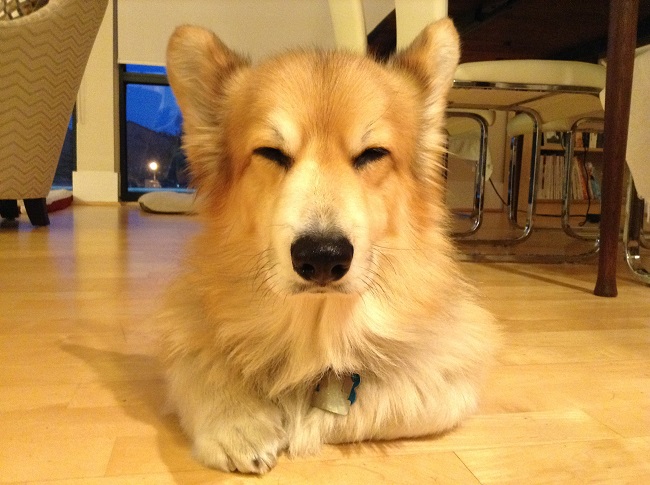 18 Reasons Corgis Are Totally Unfit To Be Pets 14 corgi ignore face