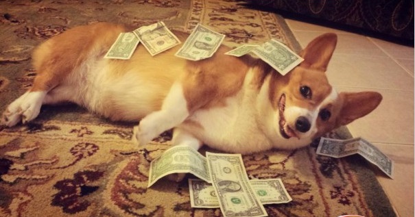 18 Reasons Corgis Are Totally Unfit To Be Pets 11 corgi money