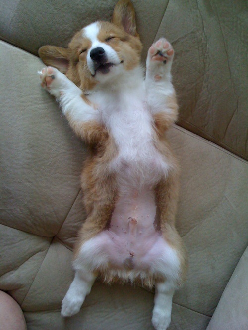 19 Reasons Corgis Are Actually The Worst Dogs To Live With 5 corgi napping