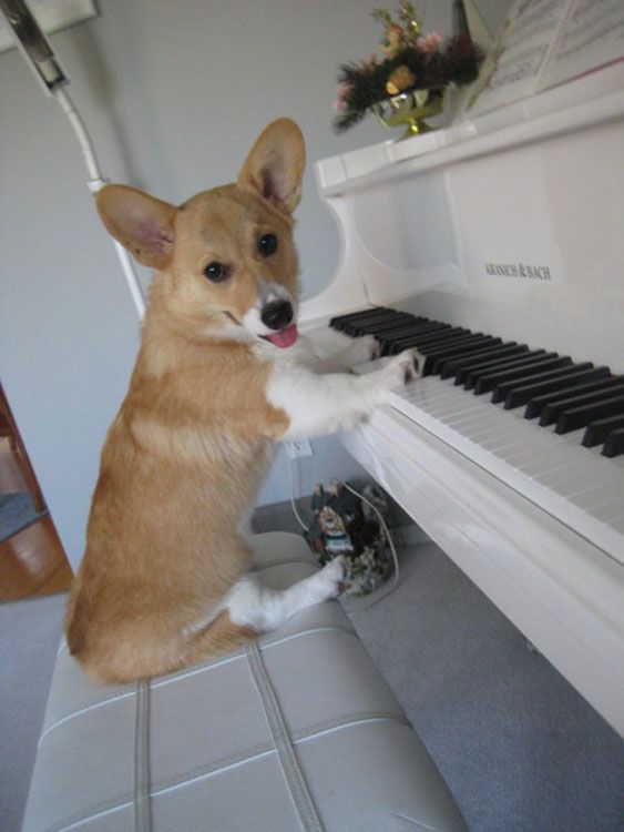 15 Reasons Why Corgis Are Actually The Least Favorite Dogs In The World 2 corgi play piano