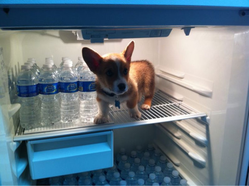 18 Reasons Corgis Are Totally Unfit To Be Pets 10 corgi puppy fridge