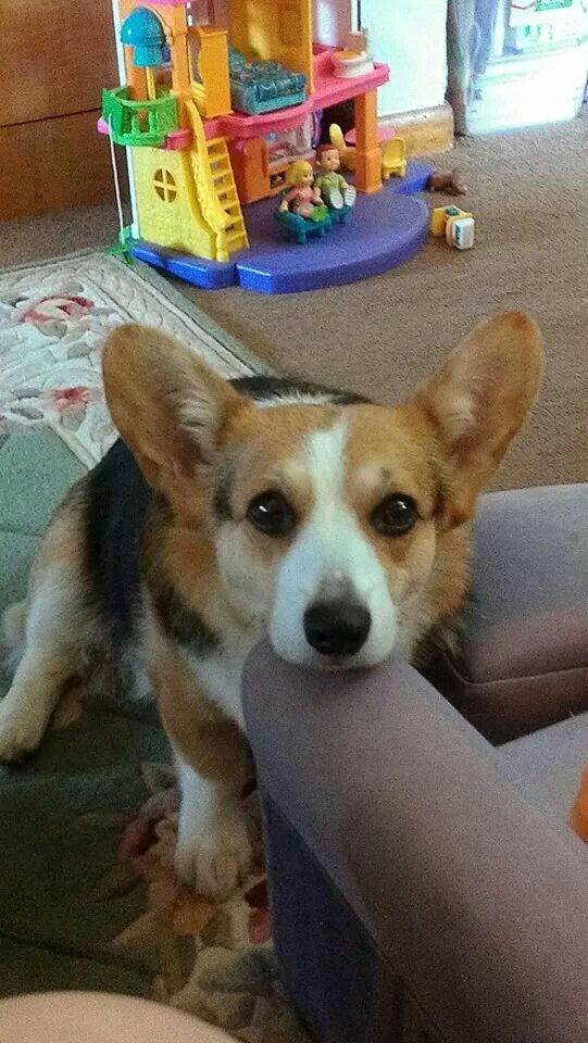 15 Reasons Why Corgis Are Actually The Least Favorite Dogs In The World 6 corgi staring