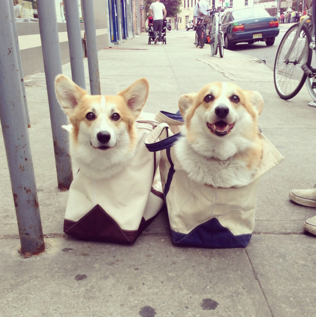 18 Reasons Not To Buy A CORGI! 15 corgis in begs