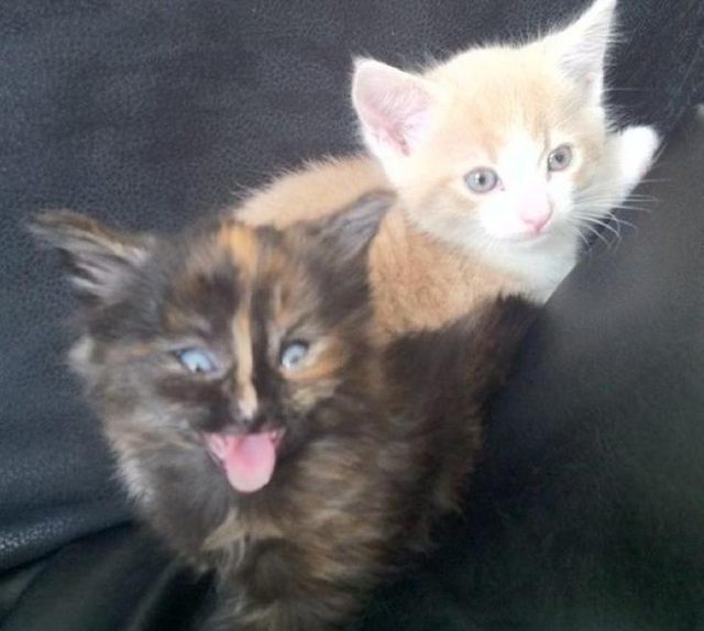 couple of kittens