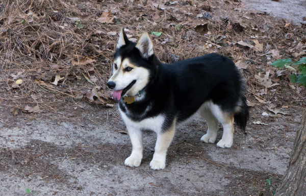 cross between a Husky and a Corgi.