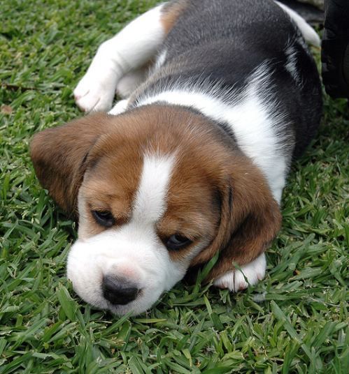18 Reasons Beagles Are The Worst Dogs To Live With 18 cute beagle puppy