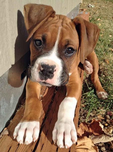 cute boxer dogs