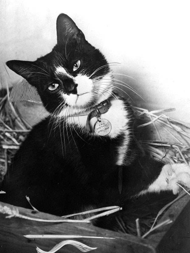 15 Stories About Animals – Soldiers Of Their Countries 3 cute cat black and white