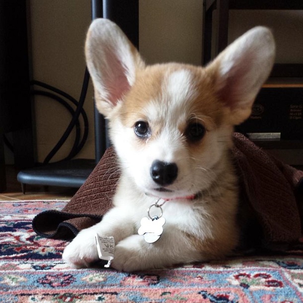 18 Reasons Corgis Are Totally Unfit To Be Pets 4 cute corgi blanket face