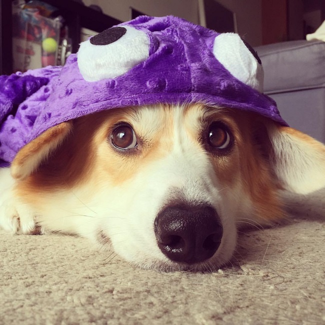 18 Reasons Corgis Are Totally Unfit To Be Pets 17 cute corgi face outfit