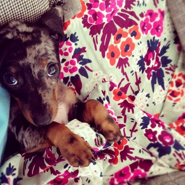 cute dachshund puppy look