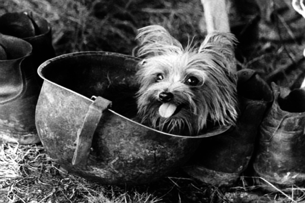 15 Stories About Animals – Soldiers Of Their Countries 4 cute dog photo war