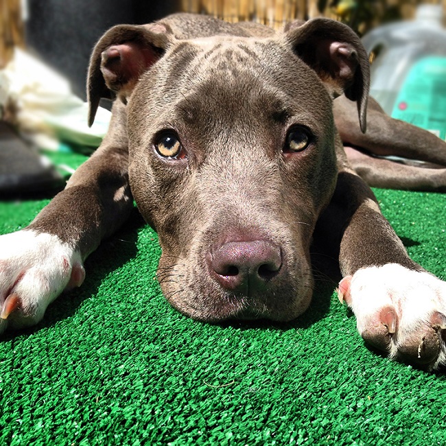 cute dog pit bull face