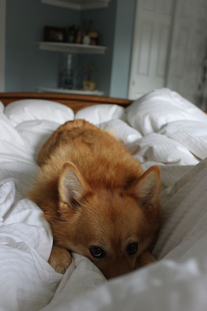 15 Reasons Why Corgis Are Actually The Least Favorite Dogs In The World 3 cute eyes corgi