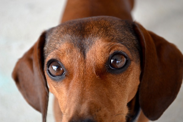 cute eyes doxie closeup