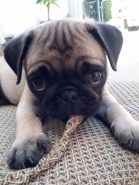 cute eyes pug