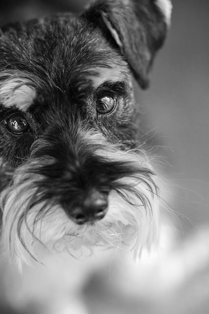 16 Reasons Schnauzer Are Actually The Worst Dogs To Live With 3 cute eyes schnauzer
