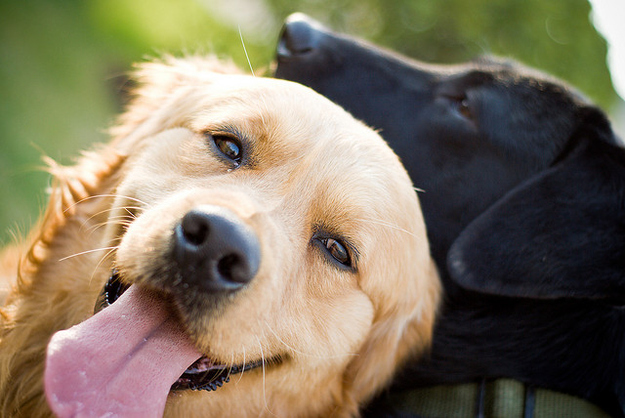 25 Reasons Golden Retrievers Are Actually The Worst Dogs To Live With 22 cute face joy golden retriever