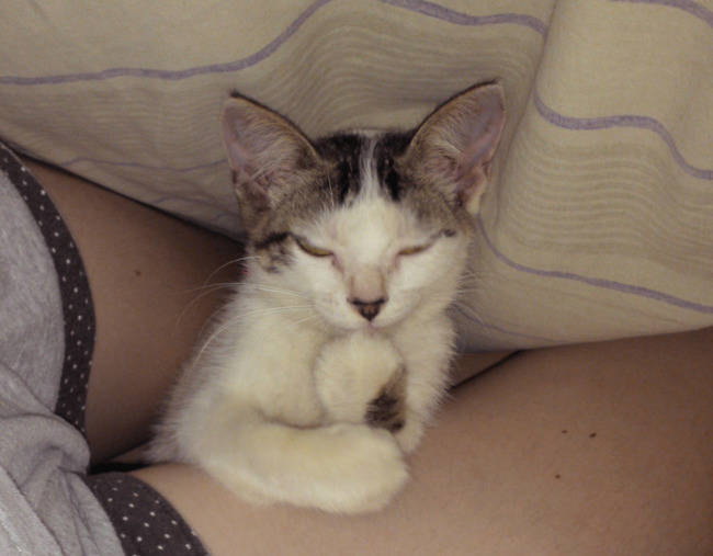 cute funny kitten