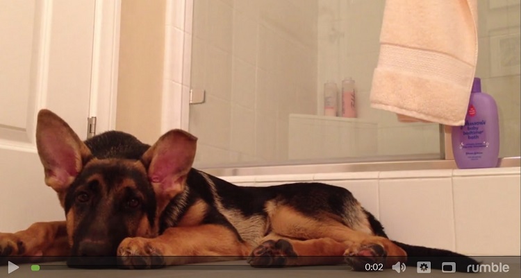 cute german shepherd