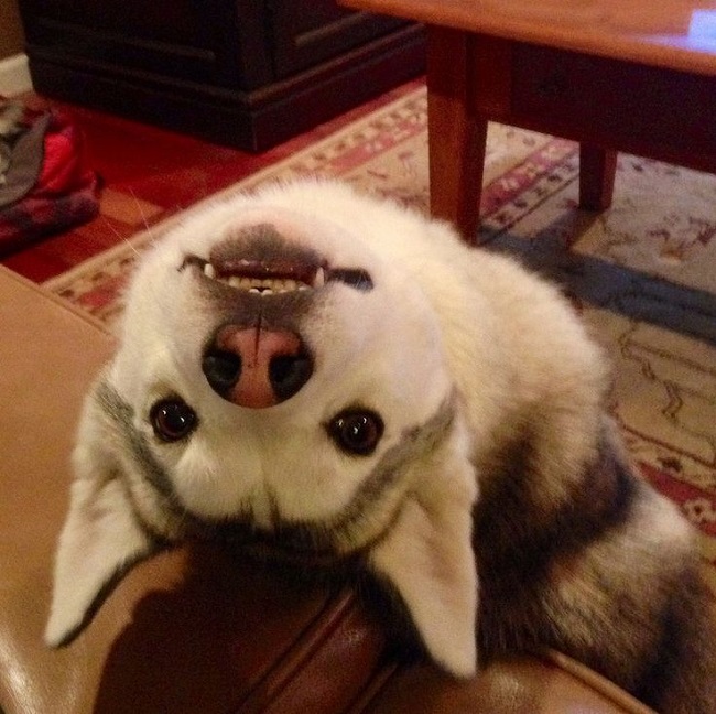 16 Reasons Huskies Are Not The Friendly Dogs Everyone Says They Are 2 cute husky eyes funny