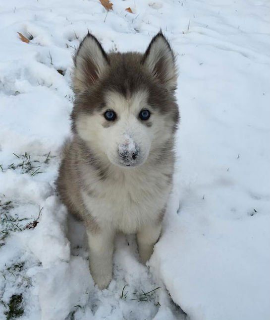 cute husky puppy snow